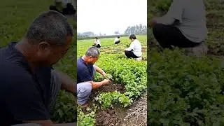 Coriander Harvest #satisfying #shot