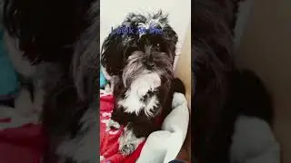 MY DOG BECAME FAMOUS!?!?#dogshorts #pet #famous #youtubing