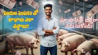 పందుల పెంపకం లాభాలు | పంది ఫార్మింగ్ నిజం ఏమిటి? | How to Start Pig Farm | పంది షెడ్ నిర్మాణం & ఫీడ్