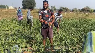 Aaj farm me bhindi or frassbeen todi or fish talaab taiyar kiya baki teem ☝️ number hai apni 