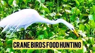 Crane birds food hunting! #cranebird #egret #nature #shortsvideo
