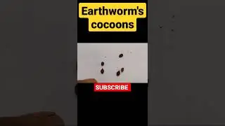 earthworm's cocoons. #egg #newborn #newgeneration #progressive #farmer #fact #factshorts #newfacts