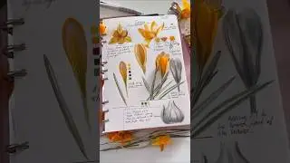 Yellow Crocus Flower Study Page #everydaywatercolor #paintingprocess #sketchbook #crocus #spring