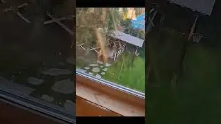 The dog watches the fastening of the imitation bar (Собака наблюдает за креплением откосов в доме)