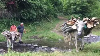 Donkies carrying heavy loads | Donkies working for people | Sound of Donkey | Riding on Donkey