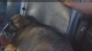 Des Moines Police officers jump in to save beloved family pet from fire