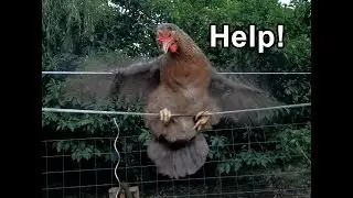 Cream Legbar chicken being ridiculous