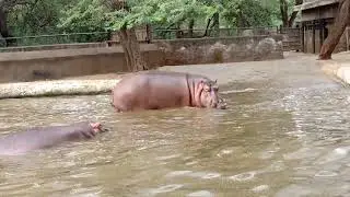 Huge hippos and baby hippo close call.