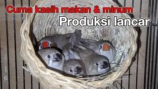 Cara mudah Ternak kenari dan zebra finch