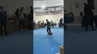 DOG SHOW THAILAND COMPETITION
