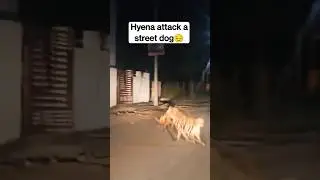 Wild Hyena attack a street dog || Hyena spotted in Dhanori, Pune#shorts #dogvideo #dogrescue #hyena