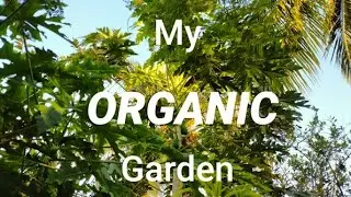 My Organic Garden Rain in the Garden ஆர்கானிக் தோட்டம் அழகான மழை
