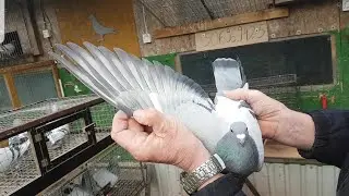 🕊Gołębie z rozpłodu warte Uwagi.  C. Dalszy