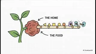 Agrobacterium mediated gene transfer
