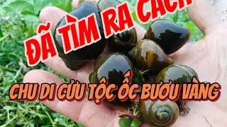 Chia sẻ cách khống chế ốc bươu vàng trong ao nuôi ốc nhồi cự kì hiệu quả 