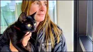 Freedom Flight: Antigua to Canada our black kitten & 3 rescue dogs!