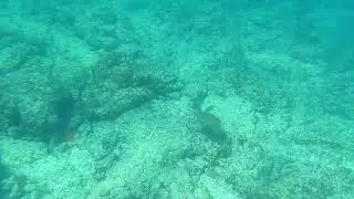 Caldeirinha Wreck Tartaruga Verde Cabo Verde Sal, Praia do Sino, Snorkeling/dive  Santa Maria.
