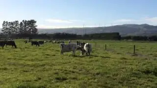 Cows grooming each other on a sunny Spring day on Biofarm.