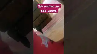 #black soldier fly egg laying start#bsffood #insect#poultryfeed#bsf #blacksoldierfly#organicfeed