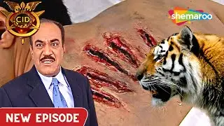 Shocking Crime | CID Team को Tiger के पंजे के निशान मिले | CID | सीआईडी | 01 Nov 2023