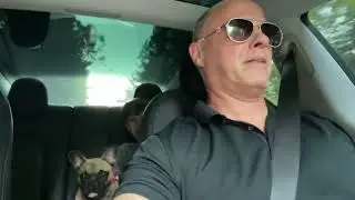 Tesla performance edition French bulldog speed test