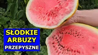 Pyszne Arbuzy z Własnej Działki. Kiedy Zbierać Arbuzy. Jak rozpoznać Słodkie Arbuzy Uprawa w Polsce.