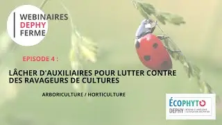EP4 - L&acirc;cher d'auxiliaires pour lutter contre des ravageurs de cultures | Arboriculture/Horticulture