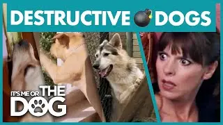The Most Destructive Dogs | Best of It's Me or the Dog