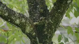 green cochoa facts