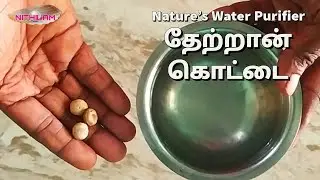 தண்ணீரை சுத்தீகரிக்கும் தேற்றான் கொட்டை | Thetran Kottai | Nirmali