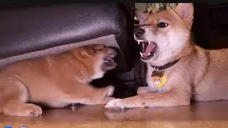 his attitude changes completely under the sofa