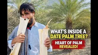 What’s inside A date of Palm tree ? /my vlog#minivlog #vlog #tree #newvlog