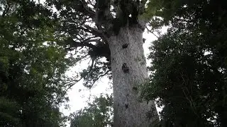 Tane Mahuta, Lord of Kauri forest. Something only New Zealand have.