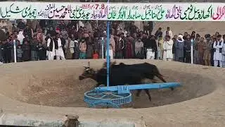 قریشی بشارت علی آف چک قاضی7 اور 8 دسمبر 2025 سالانہ اکھاڑہ بیل ٹومبی جشنِ ککرالی 10 منٹ 205  پھیرے 