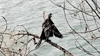 Little Indian Cormorant drying its wings
