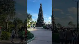 We went to Disney Animal Kingdom for the first time