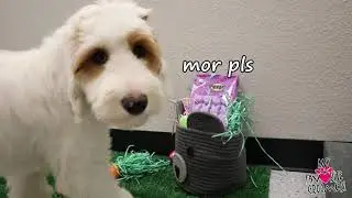 Easter Egg Hunting With My Dogs