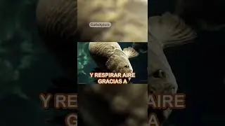 El PEZ que se AHOGA si no respira AIRE 🐟🌬️ #datoscuriosos