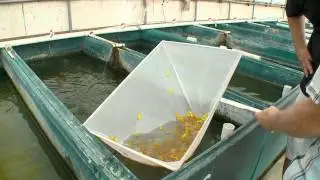 Fish Farm in FLA introducing new Glo Barbs from Segrest