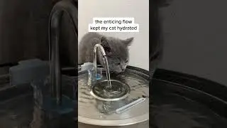 Meet the Ultimate Cat Hydration Solution! 🐾💧
