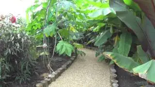 Zone 6 Subtropical Garden - 2014