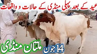 After Eid 1st Multan Cow Mandi Fresh Latest Update Qurbani 2025 | Cholistani Nukre Sahiwal Bachre🔥