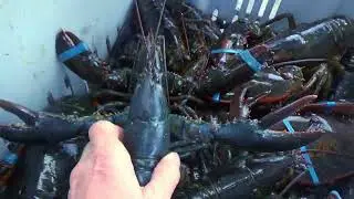 Rare Blue Lobster Cape Sable Island