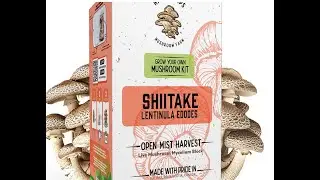 Unleashing the Fungi: My Shiitake Mushroom Journey