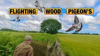 Wood Pigeon Shooting !!! Flighting Wood Pigeon's