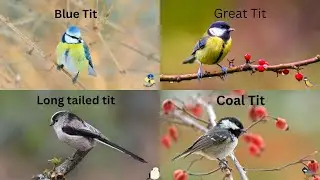 Great Tit Blue Tit Coal Tit  And Long Tailed Tit   I.D