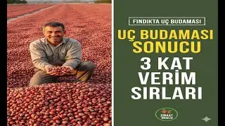 FINDIKTA 3 KAT DAHA FAZLA VERİM ALMAK İ&Ccedil;İN U&Ccedil; BUDAMA SIRLARI! Kalite ve Verimin P&uuml;f Noktaları