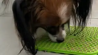 Laižymo kilimėlio (laižymo kilimėlio / &bdquo;lick mat&ldquo;) nauda &scaron;unims 🐶