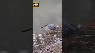 Amazing fishing skills #fishing #bird #nature