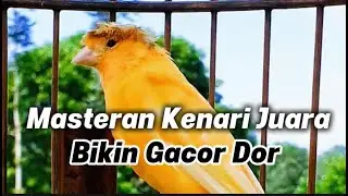 PANCINGAN Kenari Gacor Ngerol| Masteran Kenari | Bikin Kenari Macet Bunyi Jadi Rajin dan Gacor Lagi!